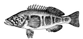 Serranus atricauda_claves